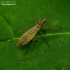 Marsh damsel bug - Nabis limbatus | Fotografijos autorius : Romas Ferenca | © Macronature.eu | Macro photography web site