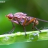 Marsh fly - Tetanocera sp. ? | Fotografijos autorius : Romas Ferenca | © Macronature.eu | Macro photography web site