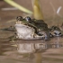 Marsh frog - Pelophylax ridibundus | Fotografijos autorius : Žilvinas Pūtys | © Macronature.eu | Macro photography web site