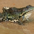 Marsh frog - Pelophylax ridibundus | Fotografijos autorius : Gintautas Steiblys | © Macronature.eu | Macro photography web site
