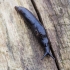 Marsh slug - Deroceras laeve | Fotografijos autorius : Kazimieras Martinaitis | © Macronature.eu | Macro photography web site
