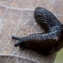 Marsh slug - Deroceras laeve | Fotografijos autorius : Oskaras Venckus | © Macronature.eu | Macro photography web site
