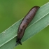 Marsh slug - Deroceras leave, dark form | Fotografijos autorius : Gintautas Steiblys | © Macronature.eu | Macro photography web site