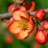Maule's quince | Chaenomeles japonica | Fotografijos autorius : Darius Baužys | © Macronature.eu | Macro photography web site