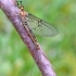 Striped Mayfly - Ephemera lineata | Fotografijos autorius : Kazimieras Martinaitis | © Macronature.eu | Macro photography web site