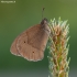 Meadow Brown - Maniola jurtina | Fotografijos autorius : Deividas Makavičius | © Macronature.eu | Macro photography web site