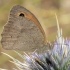 Meadow Brown - Maniola jurtina | Fotografijos autorius : Gintautas Steiblys | © Macronature.eu | Macro photography web site