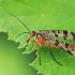Meadow Scorpionfly - Panorpa vulgaris | Fotografijos autorius : Gintautas Steiblys | © Macronature.eu | Macro photography web site