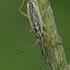 Meadow plant bug - Leptopterna dolabrata ♀ | Fotografijos autorius : Gintautas Steiblys | © Macronature.eu | Macro photography web site