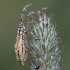 Meadow plant bug - Leptopterna dolabrata ♀ | Fotografijos autorius : Žilvinas Pūtys | © Macronature.eu | Macro photography web site