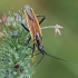 Meadow plant bug - Leptopterna dolabrata ♂ | Fotografijos autorius : Gintautas Steiblys | © Macronature.eu | Macro photography web site