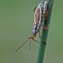 Meadow plant bug - Leptopterna dolabrata  | Fotografijos autorius : Gintautas Steiblys | © Macronature.eu | Macro photography web site