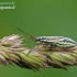 Meadow plant bug - Leptopterna dolabrata, nymph | Fotografijos autorius : Darius Baužys | © Macronature.eu | Macro photography web site