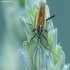 Meadow plant bug - Leptopterna dolabrata | Fotografijos autorius : Vidas Brazauskas | © Macronature.eu | Macro photography web site