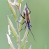 Meadow plant bug - Leptopterna dolabrata | Fotografijos autorius : Darius Baužys | © Macronature.eu | Macro photography web site