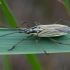 Meadow plant bug - Leptopterna dolabrata | Fotografijos autorius : Romas Ferenca | © Macronature.eu | Macro photography web site