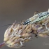 Meadow plant bug | Fotografijos autorius : Darius Baužys | © Macronature.eu | Macro photography web site