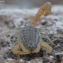 Skorpionas - Aegaeobuthus gibbosus | Fotografijos autorius : Žilvinas Pūtys | © Macrogamta.lt | Šis tinklapis priklauso bendruomenei kuri domisi makro fotografija ir fotografuoja gyvąjį makro pasaulį.