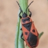 Mediterranean Red Bug - Scantius aegyptius | Fotografijos autorius : Gintautas Steiblys | © Macronature.eu | Macro photography web site