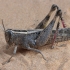 Mediterranean Splendid Grasshopper - Heteracris littoralis ?? | Fotografijos autorius : Gintautas Steiblys | © Macronature.eu | Macro photography web site