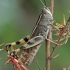 Mediterranean Splendid Grasshopper - Heteracris littoralis | Fotografijos autorius : Gintautas Steiblys | © Macronature.eu | Macro photography web site
