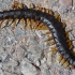 Mediterranean banded centipede - Scolopendra cingulata | Fotografijos autorius : Vitalijus Bačianskas | © Macronature.eu | Macro photography web site