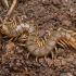 Mediterranean banded centipede - Scolopendra cingulata | Fotografijos autorius : Žilvinas Pūtys | © Macronature.eu | Macro photography web site