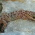 Mediterranean house gecko - Hemidactylus turcicus | Fotografijos autorius : Gintautas Steiblys | © Macronature.eu | Macro photography web site