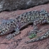 Mediterranean house gecko - Hemidactylus turcicus | Fotografijos autorius : Gintautas Steiblys | © Macronature.eu | Macro photography web site