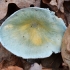 Melsvažalė gleiviabudė - Stropharia aeruginosa | Fotografijos autorius : Kazimieras Martinaitis | © Macrogamta.lt | Šis tinklapis priklauso bendruomenei kuri domisi makro fotografija ir fotografuoja gyvąjį makro pasaulį.