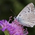 Karpytasparnis melsvys - Polyommatus daphnis, patinėlis | Fotografijos autorius : Vaida Paznekaitė | © Macrogamta.lt | Šis tinklapis priklauso bendruomenei kuri domisi makro fotografija ir fotografuoja gyvąjį makro pasaulį.