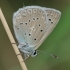 Karpytasparnis melsvys - Polyommatus (Meleageria) daphnis | Fotografijos autorius : Deividas Makavičius | © Macrogamta.lt | Šis tinklapis priklauso bendruomenei kuri domisi makro fotografija ir fotografuoja gyvąjį makro pasaulį.