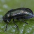 Lazdyninė didspragė - Altica brevicollis ♀ ? | Fotografijos autorius : Žilvinas Pūtys | © Macronature.eu | Macro photography web site