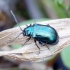 Metallic Flea Beetle - Altica brevicollis ♀  | Fotografijos autorius : Romas Ferenca | © Macronature.eu | Macro photography web site