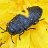 Jewel beetle - Anthaxia quadripunctata | Fotografijos autorius : Kazimieras Martinaitis | © Macronature.eu | Macro photography web site