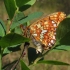 Miškapievis perlinukas - Boloria euphrosyne | Fotografijos autorius : Vytautas Uselis | © Macrogamta.lt | Šis tinklapis priklauso bendruomenei kuri domisi makro fotografija ir fotografuoja gyvąjį makro pasaulį.