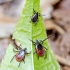 Miškinė erkė - Ixodes ricinus | Fotografijos autorius : Kazimieras Martinaitis | © Macrogamta.lt | Šis tinklapis priklauso bendruomenei kuri domisi makro fotografija ir fotografuoja gyvąjį makro pasaulį.