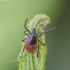 Miškinė erkė - Ixodes ricinus | Fotografijos autorius : Kazimieras Martinaitis | © Macrogamta.lt | Šis tinklapis priklauso bendruomenei kuri domisi makro fotografija ir fotografuoja gyvąjį makro pasaulį.