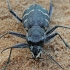 Miškinis šoklys - Cicindela sylvatica | Fotografijos autorius : Gintautas Steiblys | © Macrogamta.lt | Šis tinklapis priklauso bendruomenei kuri domisi makro fotografija ir fotografuoja gyvąjį makro pasaulį.