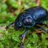 Miškinis mėšlavabalis | Dor beetle | Geotrupes stercorosus | Fotografijos autorius : Darius Baužys | © Macrogamta.lt | Šis tinklapis priklauso bendruomenei kuri domisi makro fotografija ir fotografuoja gyvąjį makro pasaulį.