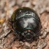 Miškinis mėšlavabalis - Anoplotrupes stercorosus | Fotografijos autorius : Žilvinas Pūtys | © Macrogamta.lt | Šis tinklapis priklauso bendruomenei kuri domisi makro fotografija ir fotografuoja gyvąjį makro pasaulį.