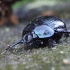 Miškinis mėšlavabalis - Anoplotrupes stercorosus | Fotografijos autorius : Vytautas Gluoksnis | © Macrogamta.lt | Šis tinklapis priklauso bendruomenei kuri domisi makro fotografija ir fotografuoja gyvąjį makro pasaulį.