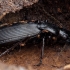 Juodasis smiltžygis - Pterostichus niger | Fotografijos autorius : Žilvinas Pūtys | © Macrogamta.lt | Šis tinklapis priklauso bendruomenei kuri domisi makro fotografija ir fotografuoja gyvąjį makro pasaulį.