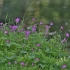 Miškinis snaputis - Geranium sylvaticum | Fotografijos autorius : Kęstutis Obelevičius | © Macrogamta.lt | Šis tinklapis priklauso bendruomenei kuri domisi makro fotografija ir fotografuoja gyvąjį makro pasaulį.