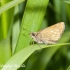 Large Skipper, female (Ochlodes sylvanus) | Fotografijos autorius : Aleksandras Naryškin | © Macronature.eu | Macro photography web site