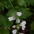 Miškinis vikis - Vicia sylvatica | Fotografijos autorius : Nomeda Vėlavičienė | © Macrogamta.lt | Šis tinklapis priklauso bendruomenei kuri domisi makro fotografija ir fotografuoja gyvąjį makro pasaulį.