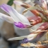 Milkvetch - Astragalus schizopterus | Fotografijos autorius : Gintautas Steiblys | © Macronature.eu | Macro photography web site