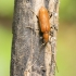 Drebulinis rusvūnas - Obrium cantharinum | Fotografijos autorius : Giedrius Markevičius | © Macrogamta.lt | Šis tinklapis priklauso bendruomenei kuri domisi makro fotografija ir fotografuoja gyvąjį makro pasaulį.