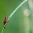 Minkštavabalis | Fotografijos autorius : Vidas Brazauskas | © Macrogamta.lt | Šis tinklapis priklauso bendruomenei kuri domisi makro fotografija ir fotografuoja gyvąjį makro pasaulį.