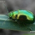 Mint Leaf Beetle - Chrysolina herbacea  | Fotografijos autorius : Gintautas Steiblys | © Macronature.eu | Macro photography web site